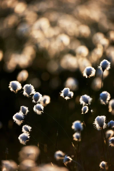 Bavlna tráva — Stock fotografie