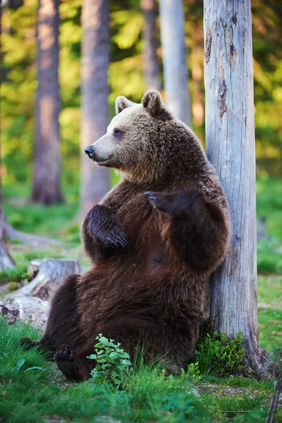 Urso marrom em relaxar — Fotografia de Stock