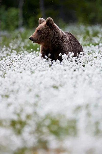 Urso marrom entre grama de algodão — Fotografia de Stock