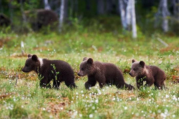 Τρία cubs φέρουν όμορφες — Φωτογραφία Αρχείου