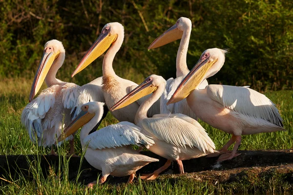 Grands pélicans blancs — Photo