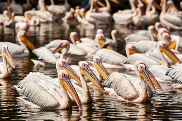 Groupe de pélicans — Photo