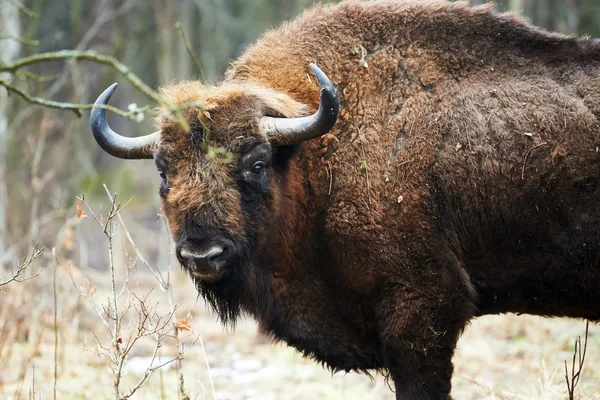 Europeisk bisonoxe — Stockfoto