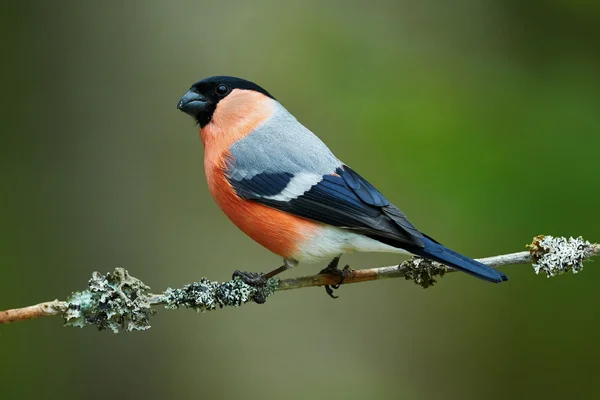 Mužské Bullfinch — Stock fotografie