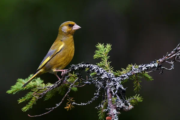 European greenfinch — Stock Photo, Image