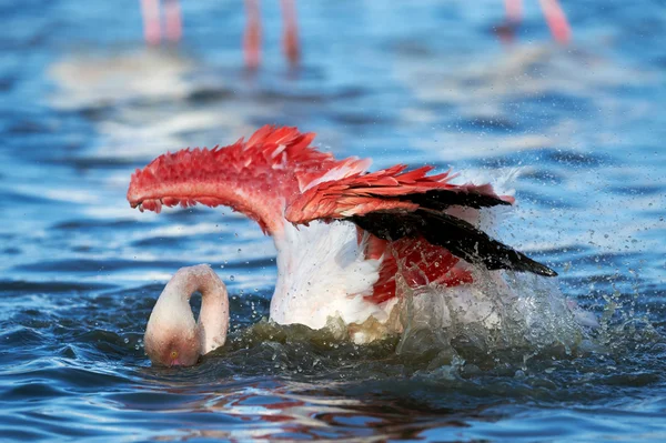 Vackra flamingo tar ett bad — Stockfoto