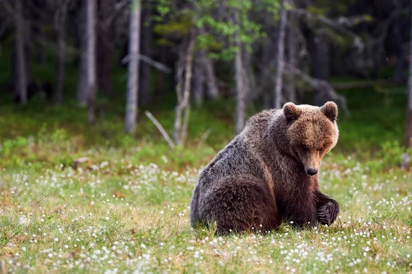 Urso castanho na floresta — Fotografia de Stock