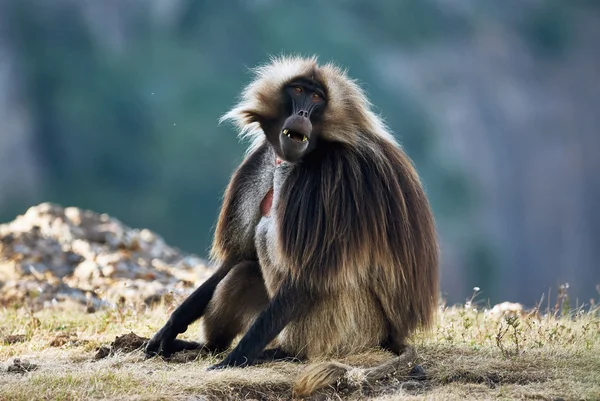 Babuino gelada macho — Foto de Stock