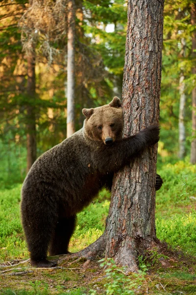 Urso marrom encostado a uma árvore — Fotografia de Stock