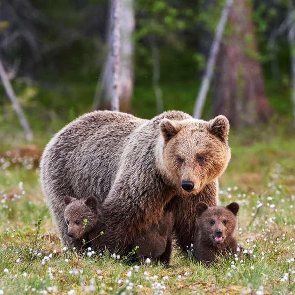 Madre oso marrón y sus cachorros — Foto de Stock