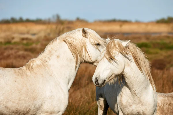 Dos caballos blancos de Camargue — Foto de Stock