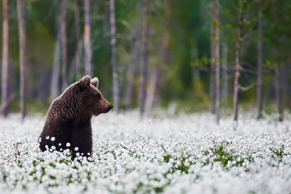 Urso marrom entre a grama de algodão — Fotografia de Stock