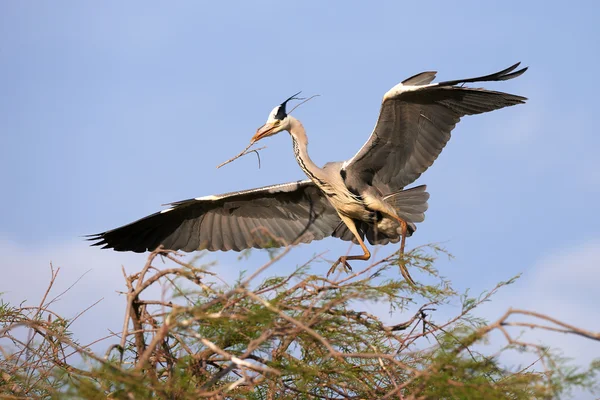 Grey heron landing — Stock Photo, Image