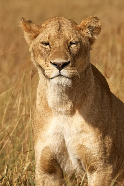Dişi aslan portresi — Stok fotoğraf