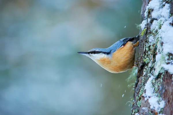 Eurasian nuthatch, Sitta europaea — Stock Image Eurasian nuthatch, Sitta europaea Royalty Free Stock Photos