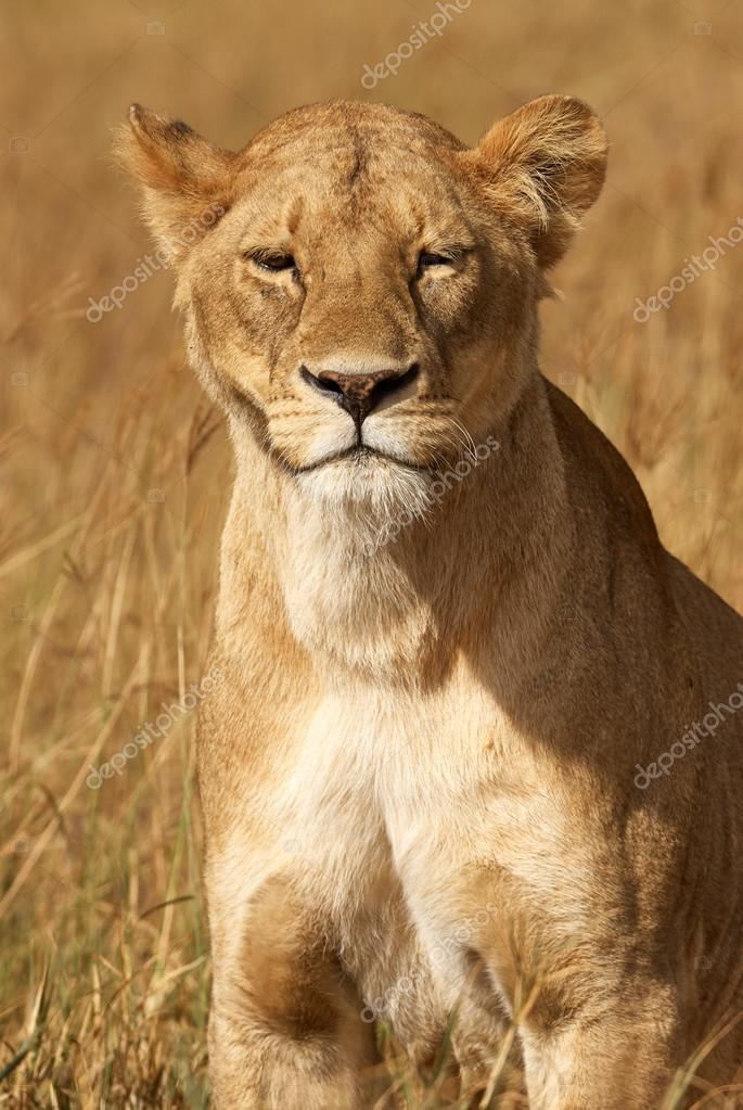 Portrait Of Lioness Stock Photo By C Luaar