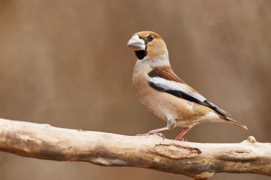 Saka kuşu