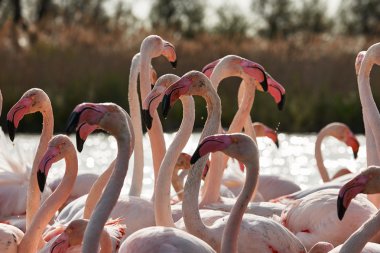Başkanları, boyunları ve flamingolar gagaları