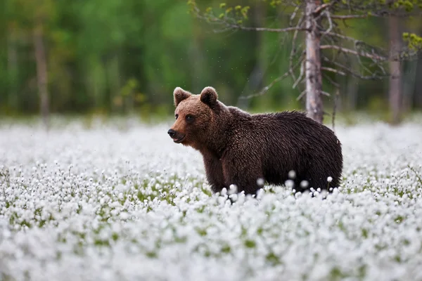 Braunbär zwischen dem Baumwollgras — Stockfoto