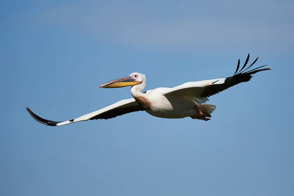 Great white pelican — Stock Photo, Image