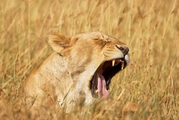La leona bosteza — Foto de Stock