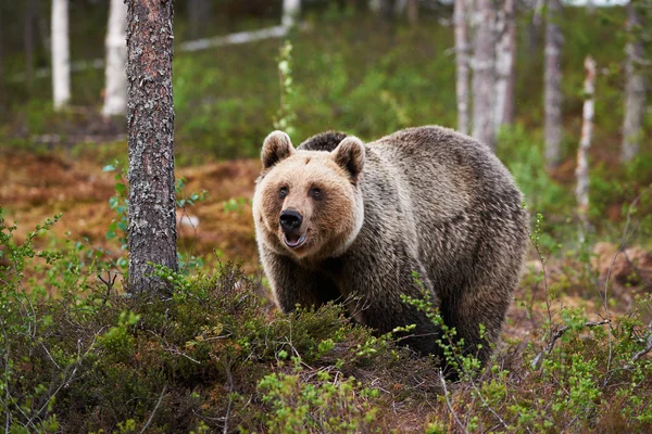 Urso castanho — Fotografia de Stock