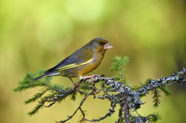 erkek greenfinch