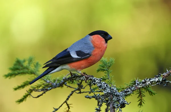 Bullfinch europeu — Fotografia de Stock