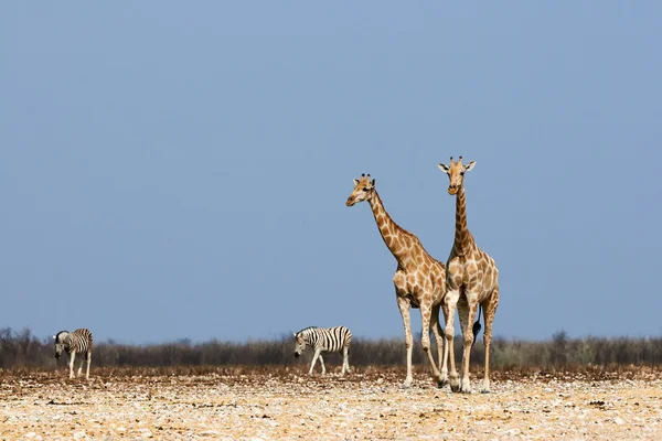 Giraffen en Zebra 's — Stockfoto