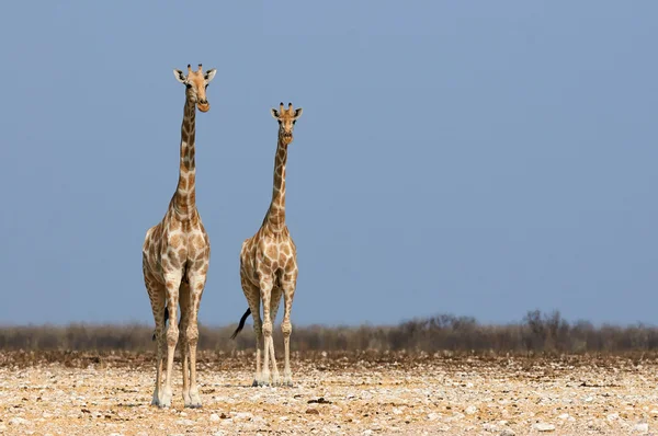 Giraffa — Foto Stock