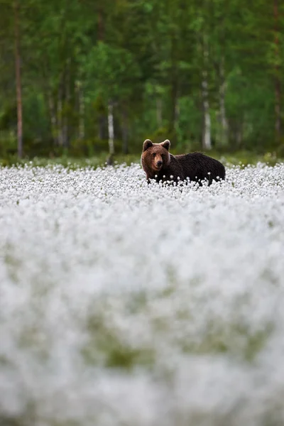 ヒグマとコットン草 — ストック写真