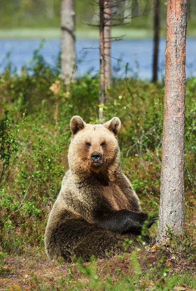 Urso castanho sentado — Fotografia de Stock