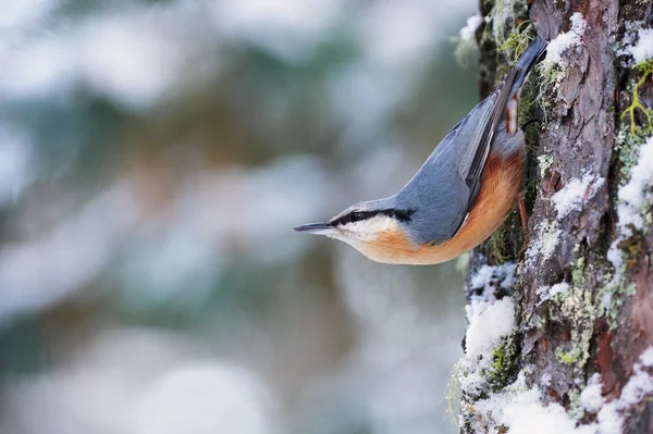 Nötväcka på träd — Stockfoto