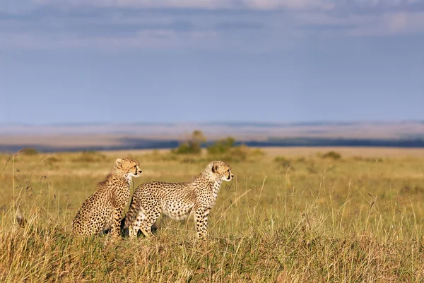 Dos guepardos jóvenes — Foto de Stock