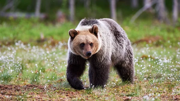 Urso pardo selvagem — Fotografia de Stock