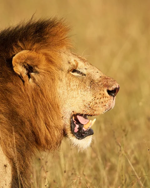 Majestic African Lion, Panthera leo, roams the African savannah,  representing the continent's iconic wildlife Stock Photo - Alamy