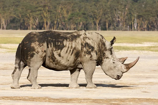 Bedreigde witte neushoorn — Stockfoto