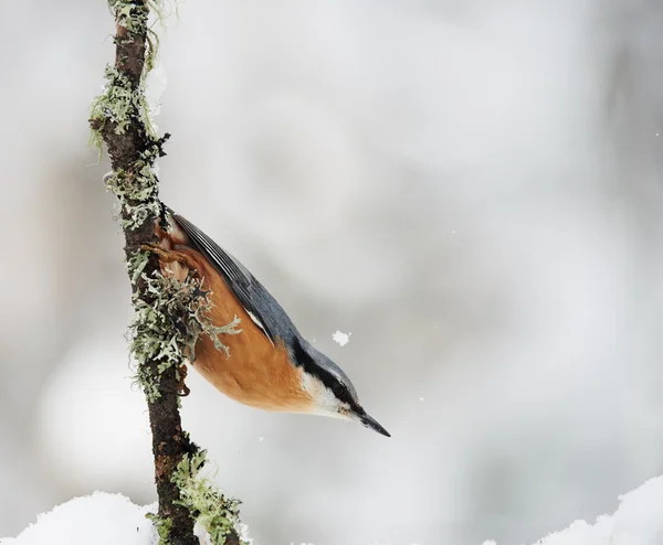 European nuthatch in winter — Stock Photo, Image