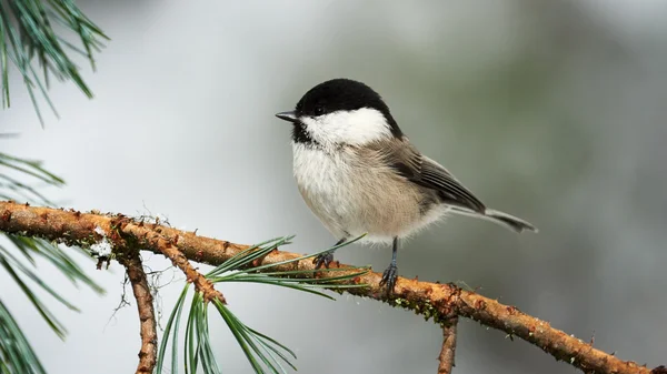 Adorável salgueiro tit — Fotografia de Stock