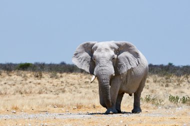 büyük fil yürüyüş