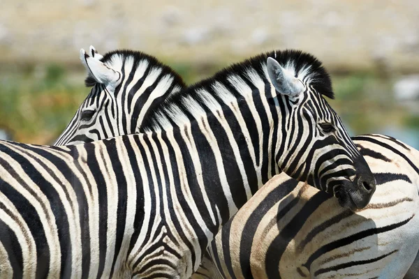 Duas zebras assistindo em direções diferentes — Fotografia de Stock