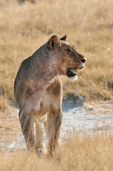 Ogromna i piękna lwica — Zdjęcie stockowe