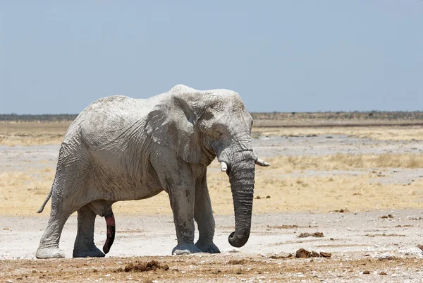 Stora manliga elefant — Stockfoto