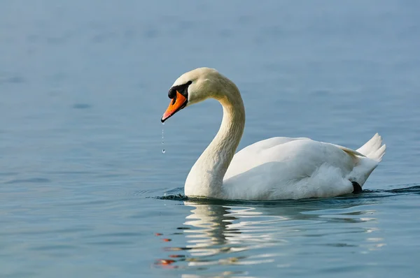 Cygne dans l'eau — Photo