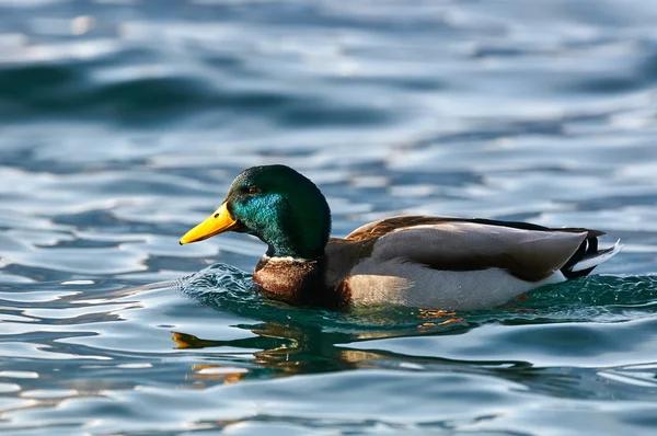 Mannelijke mallard zwemmen — Stockfoto