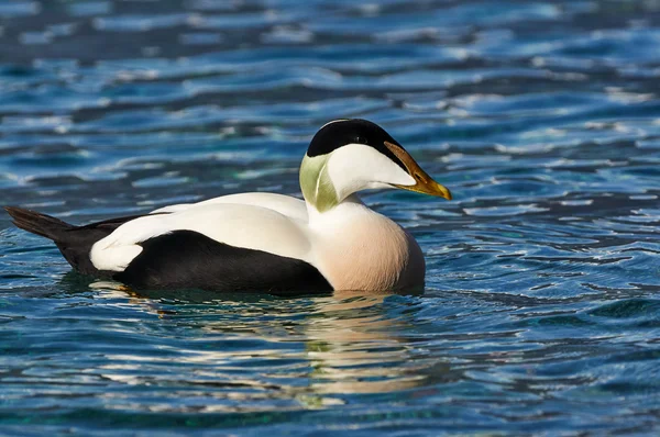 Common eider swimming — Stock Photo, Image