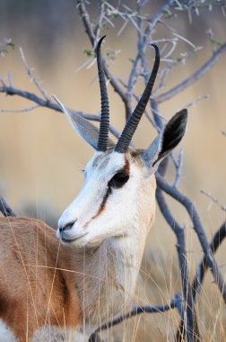 Springbok yakın portre