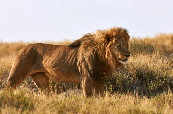 Un león en la sabana — Foto de Stock
