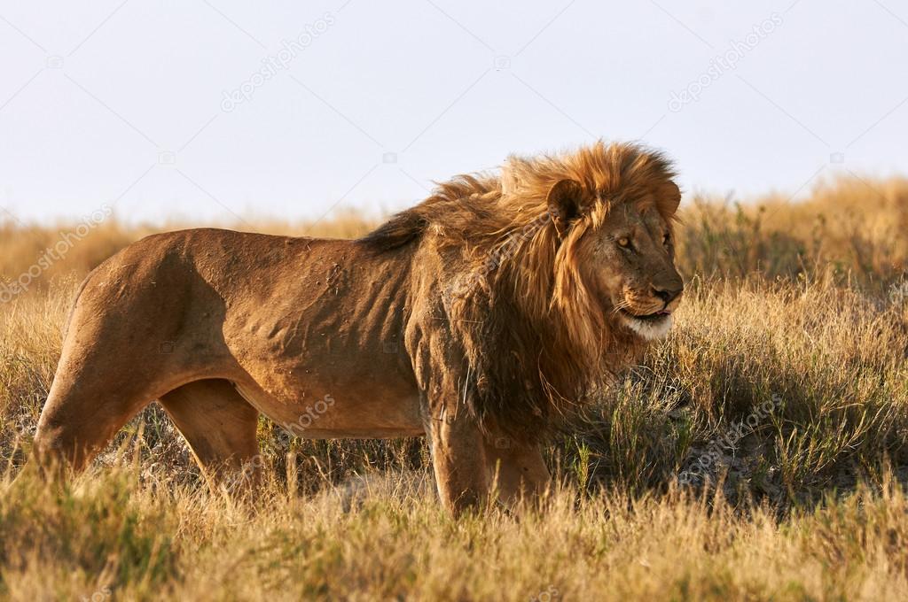 A lion  in the savannah