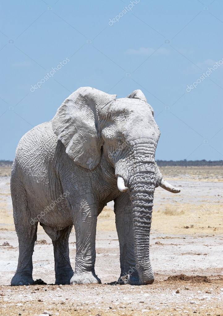 Big white elephant — Stock Photo © LuaAr 89308848